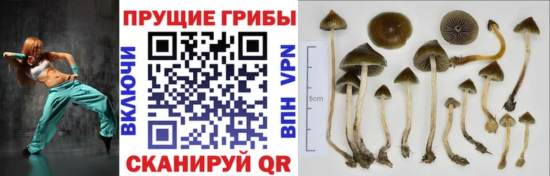 Псилоцибиновые грибы мицелий  Евпатория 